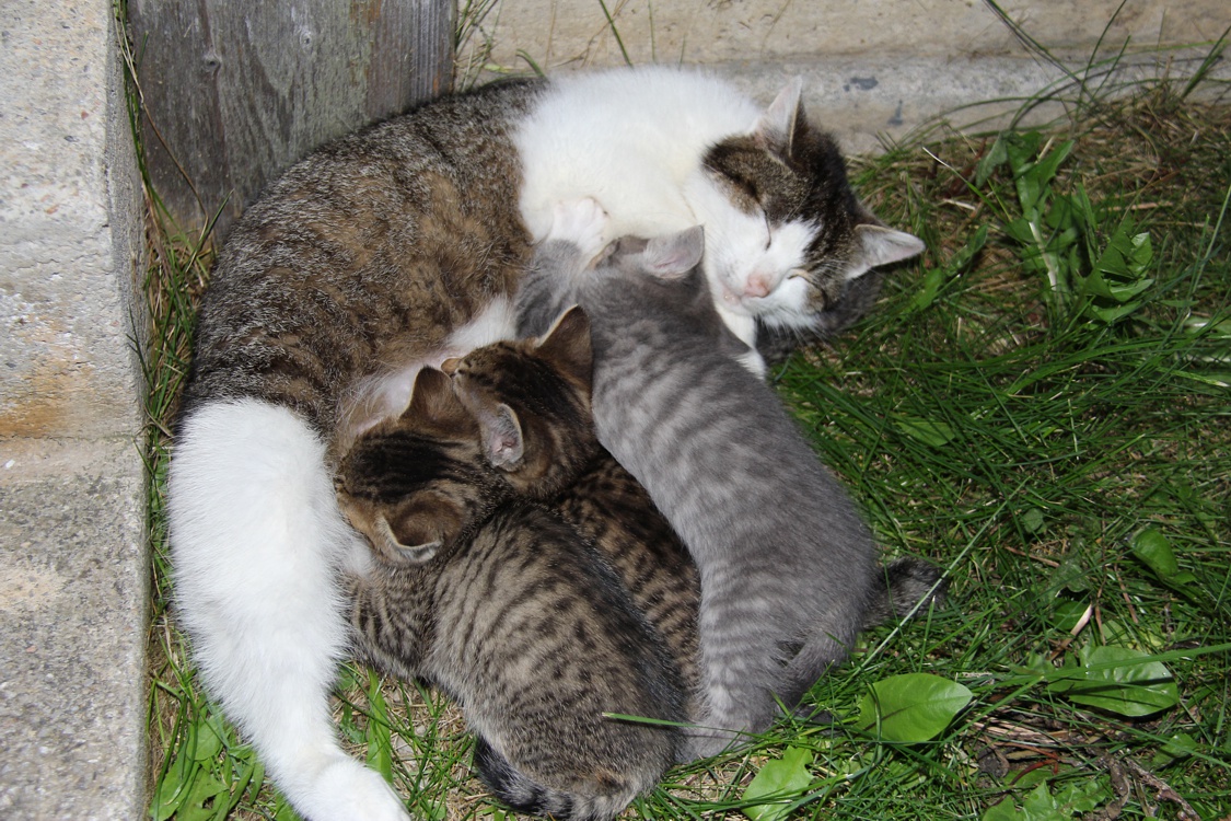 Katzenmutter mit Jungen